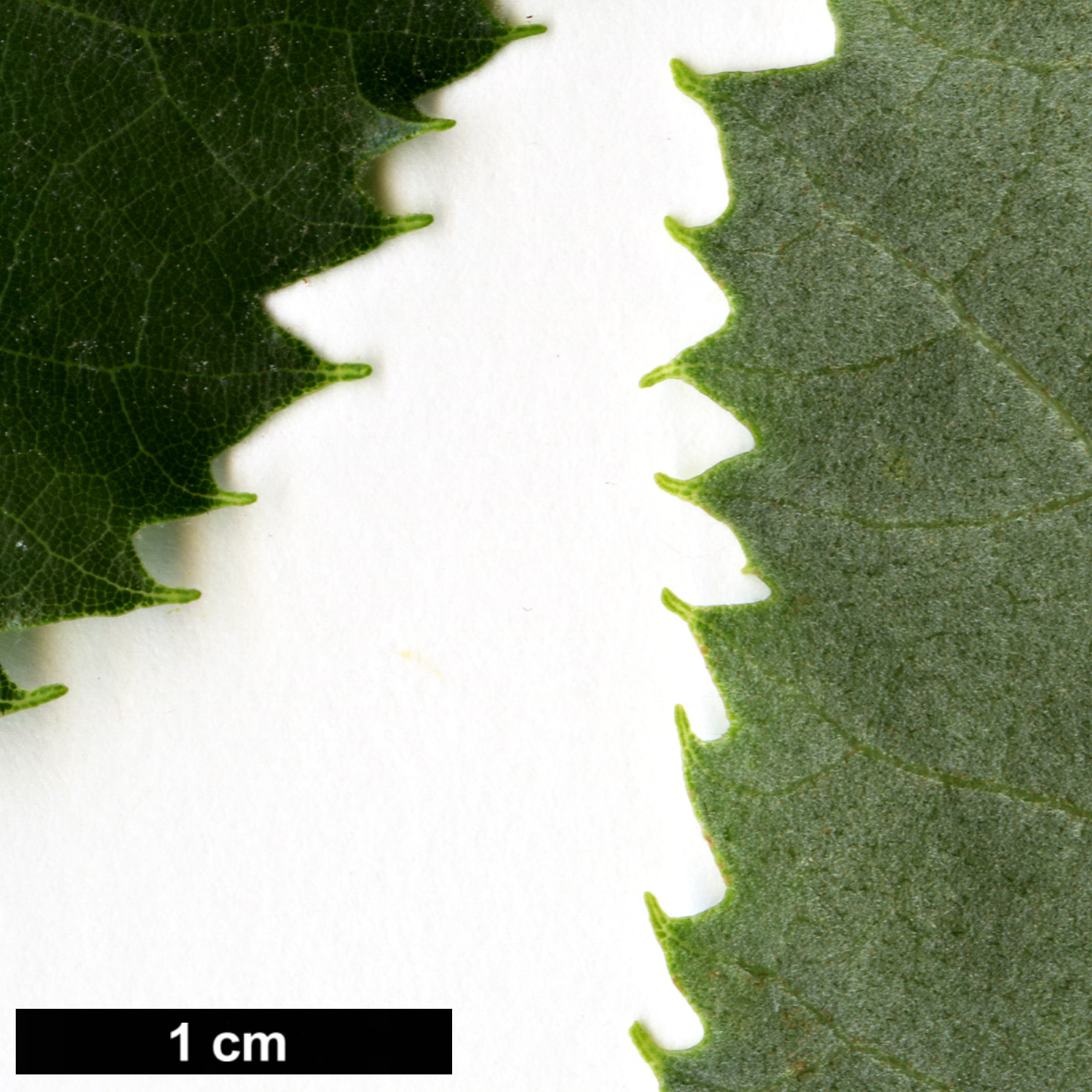 High resolution image: Family: Malvaceae - Genus: Tilia - Taxon: 'Hillieri' (T.cordata × T.tomentosa)